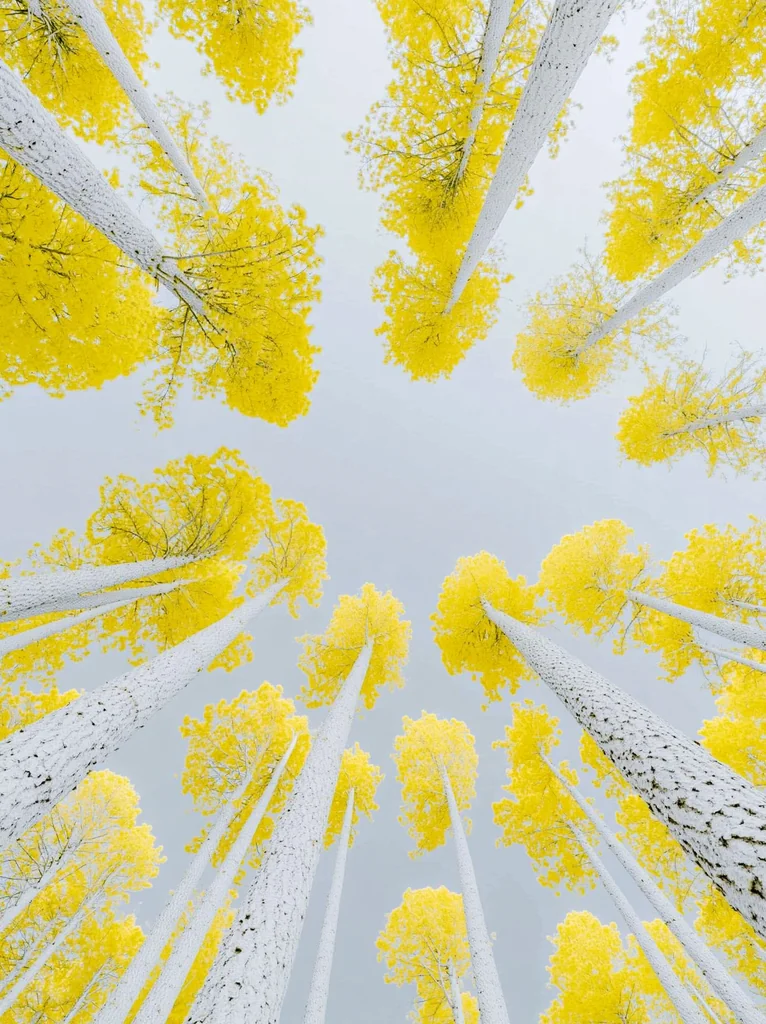 White tree trunks with lemon yellow crowns seen straight up, converging on a pale sky