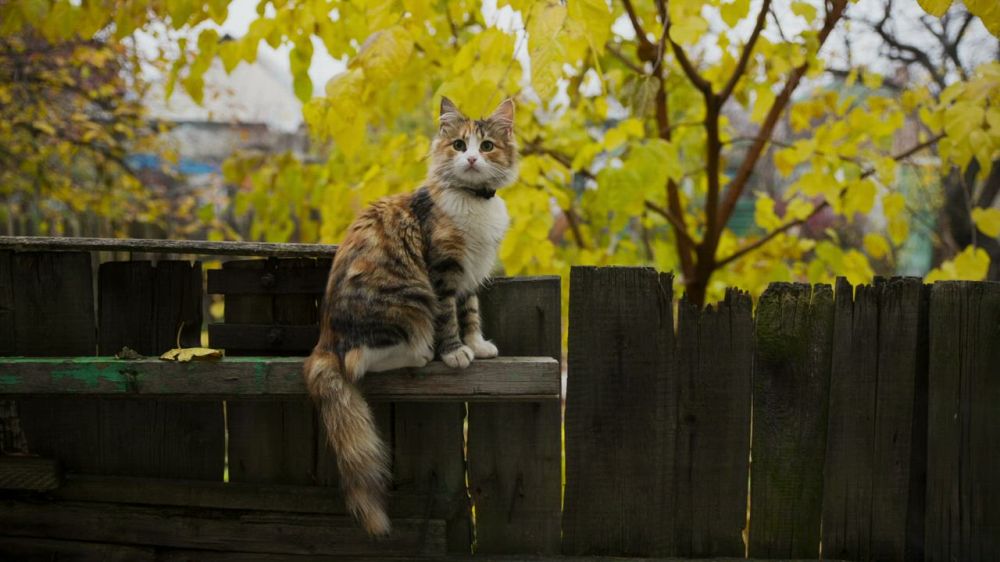 Little cat on a fence in the gaden - Free Stock Video