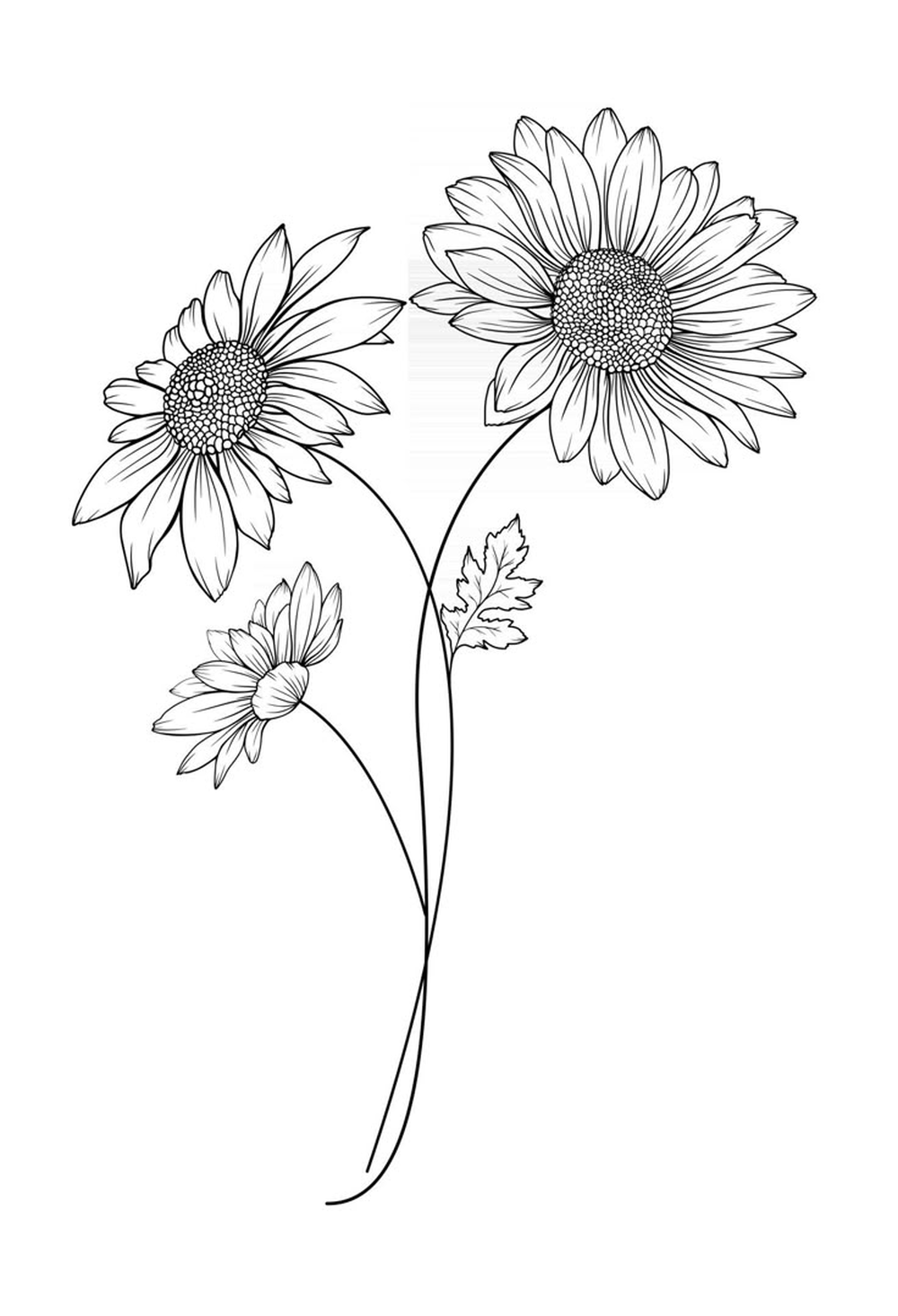 Hand-drawn Outline of Daisies