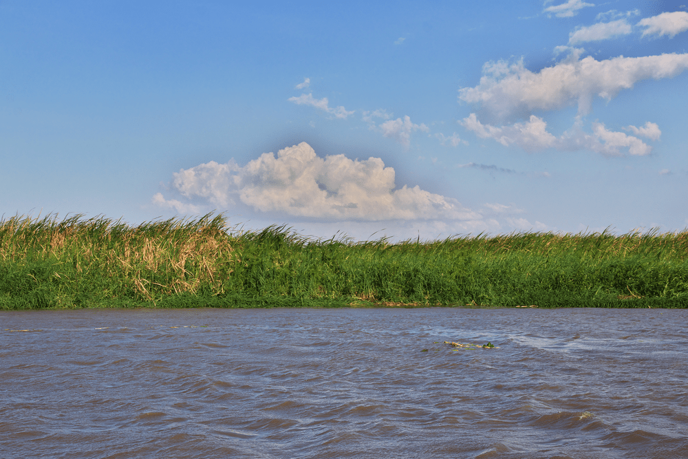 Serene River Landscape with Lush Greenery