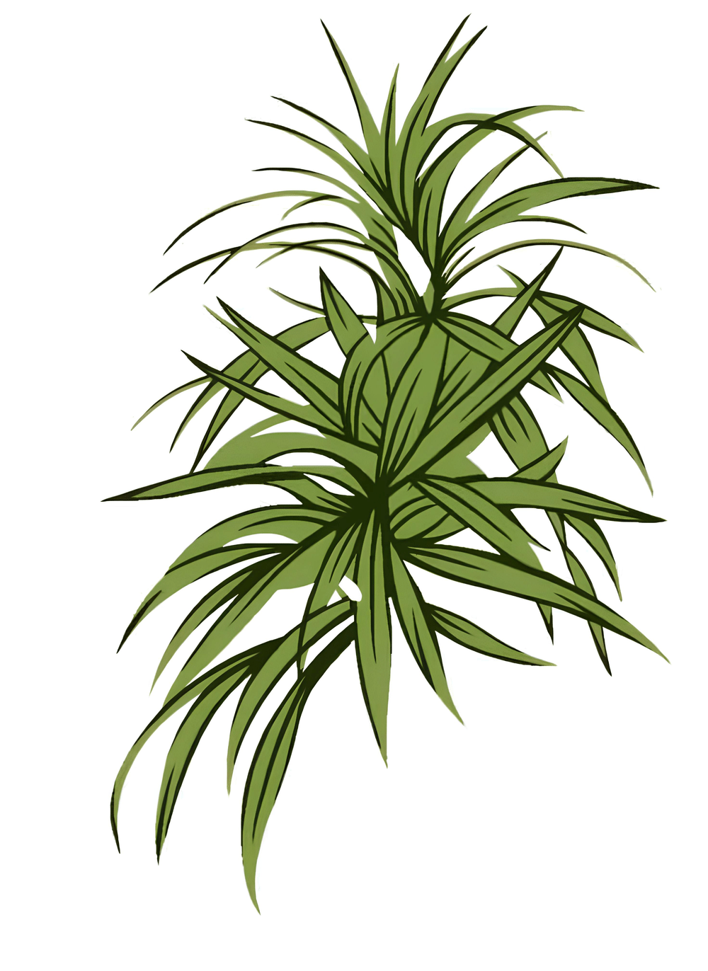 Lush Green Tropical Plant