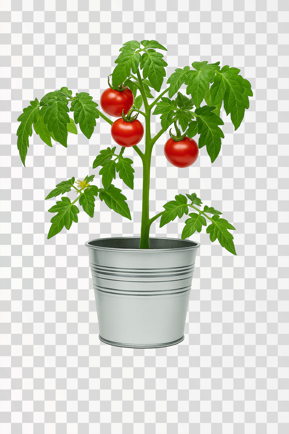 Fresh Tomato Plant with Red Fruits in Metal Pot