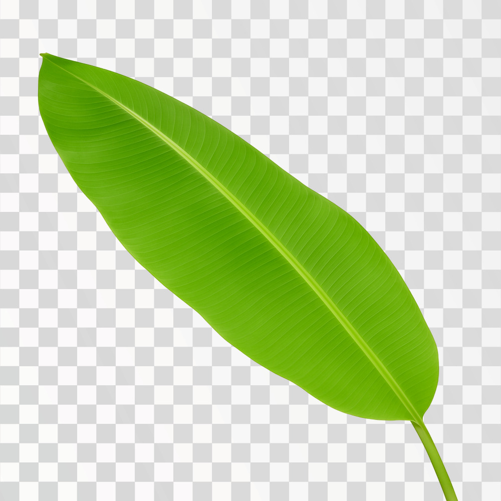 Single Green Banana Leaf on Transparent Background