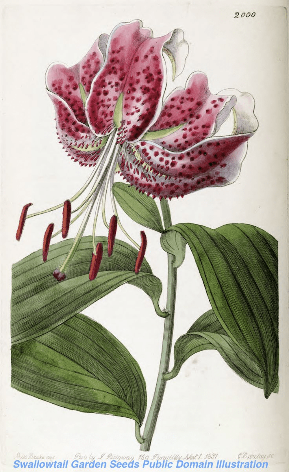 Vintage Botanical Illustration of a Lily Flower