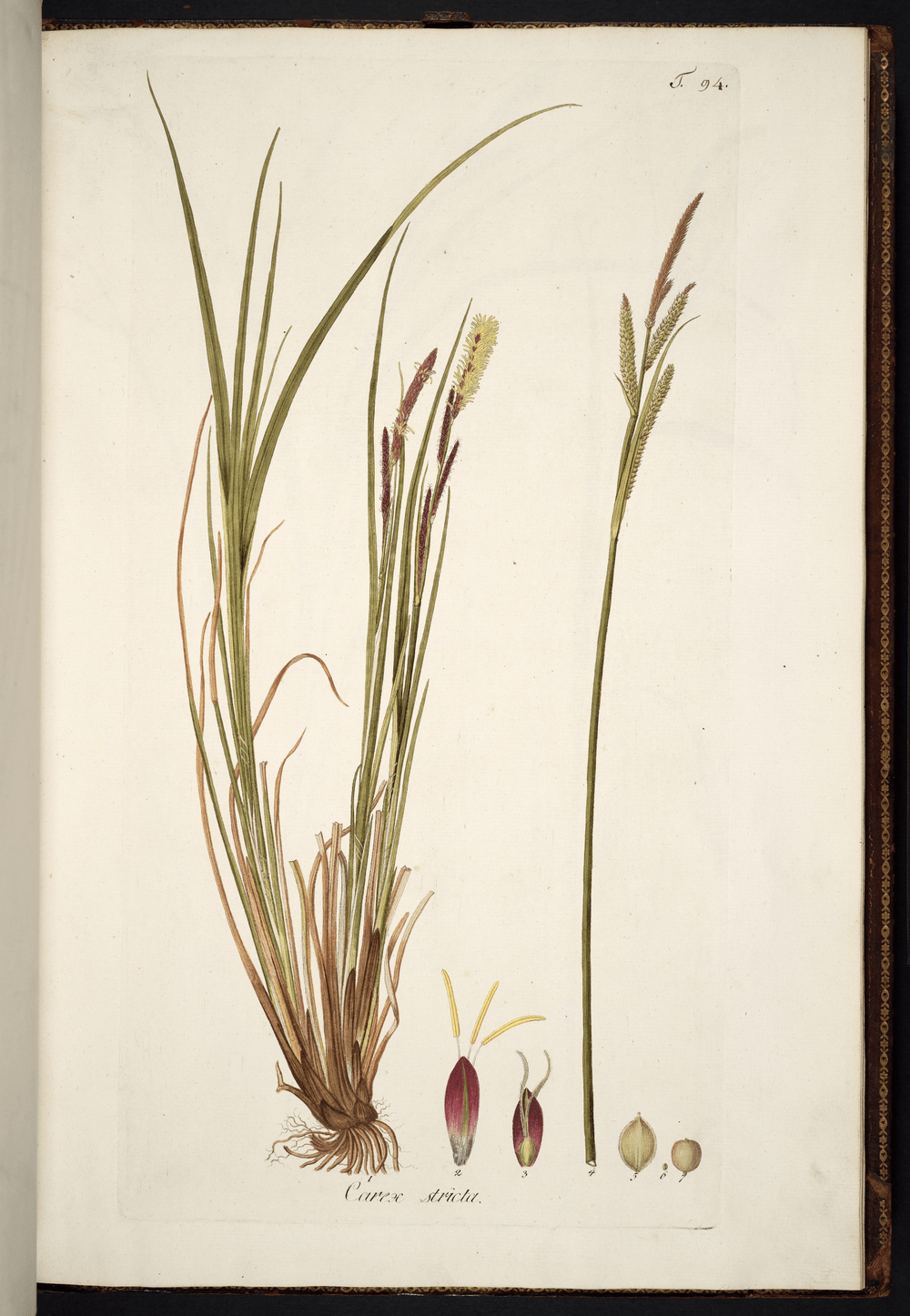 Botanical Illustration of Reeds and Grasses