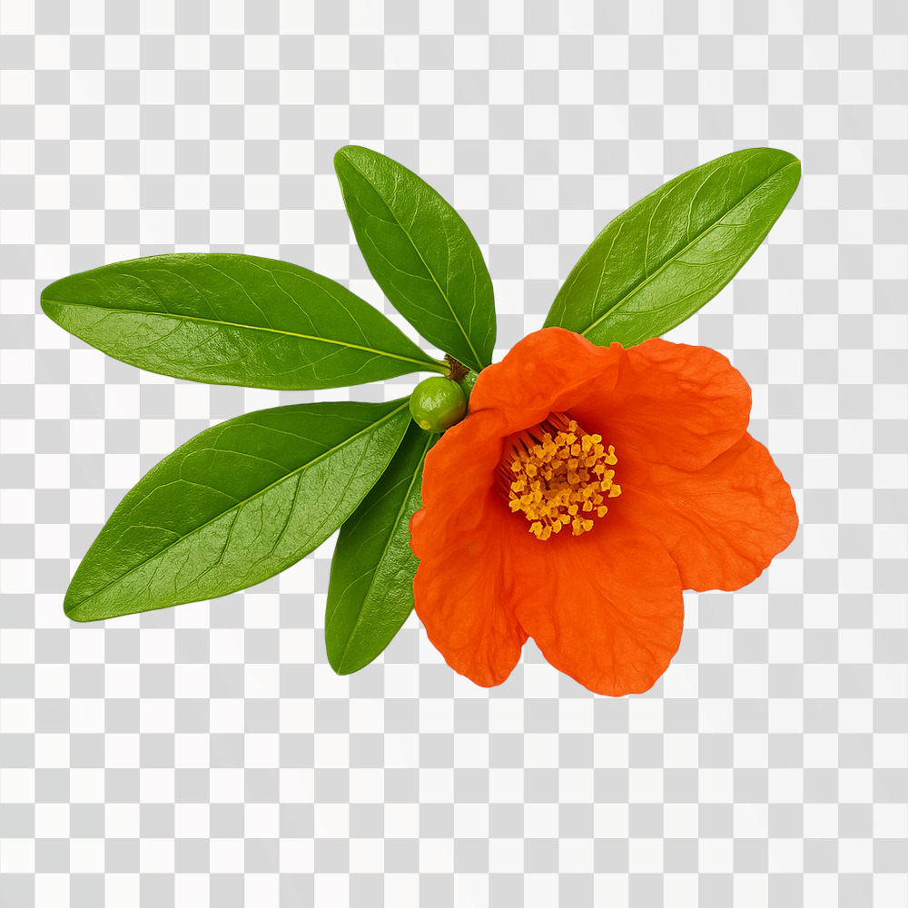 Vibrant Orange Flower with Green Leaves