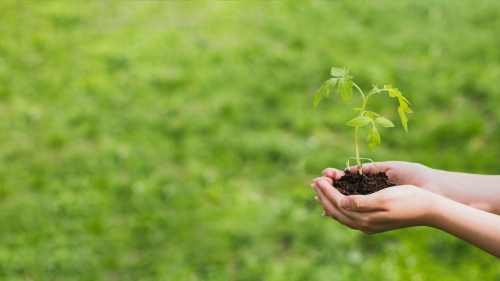 Hands holding small plant