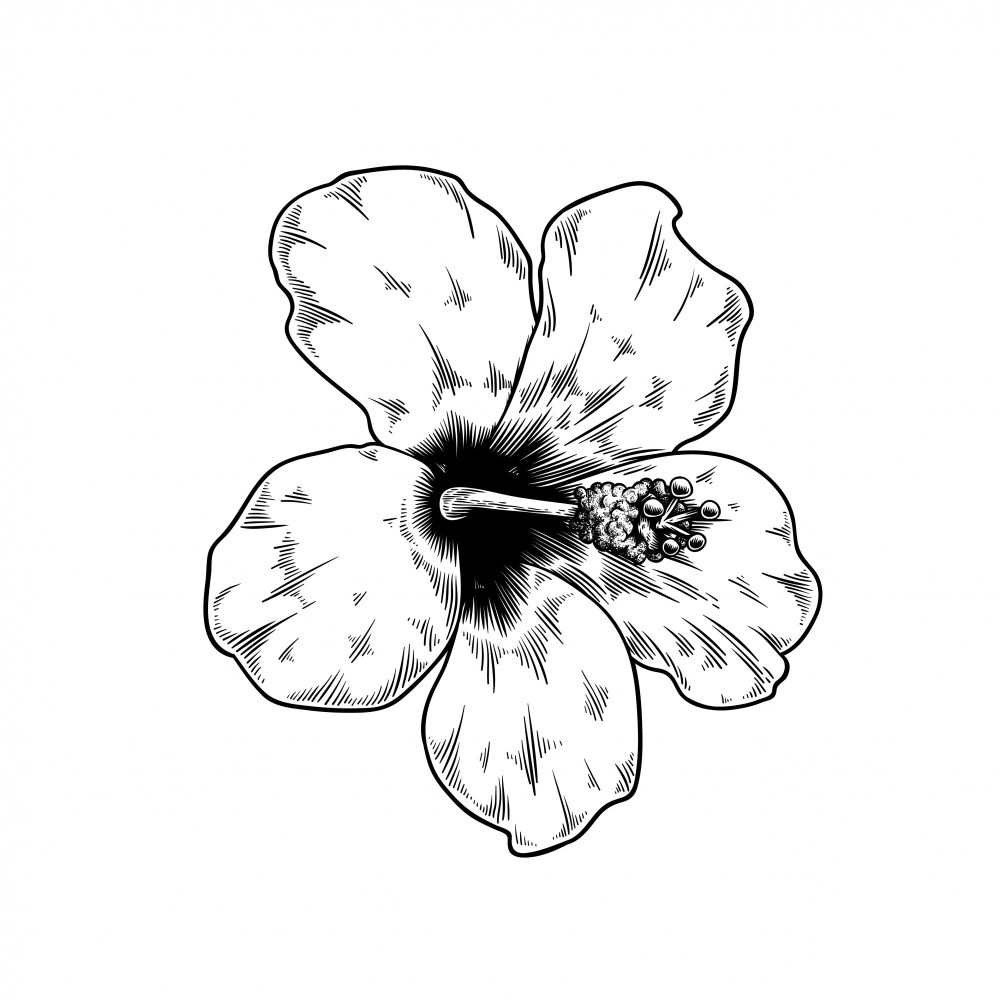 Chinese rose drawing flower nature 