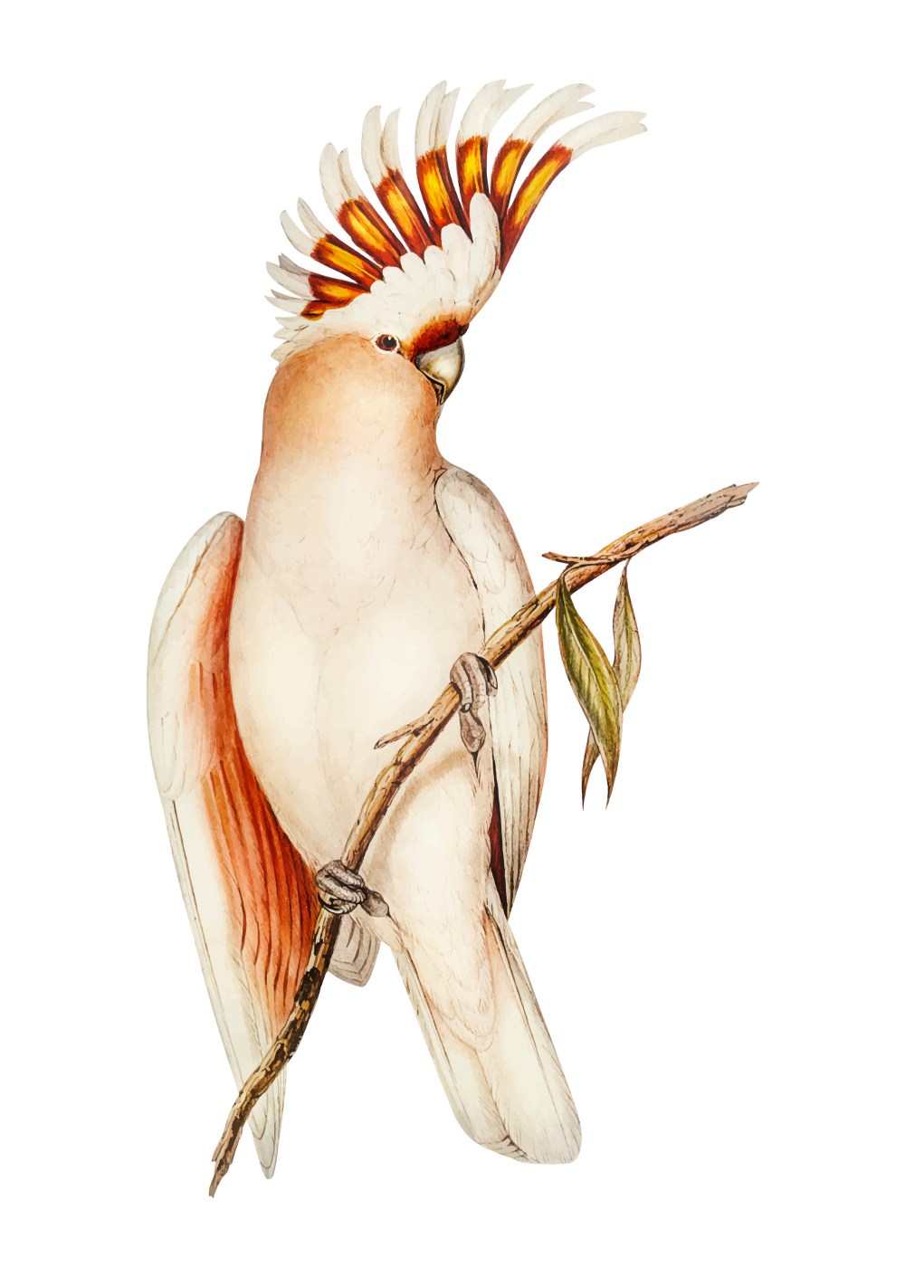 Cockatoo illustration