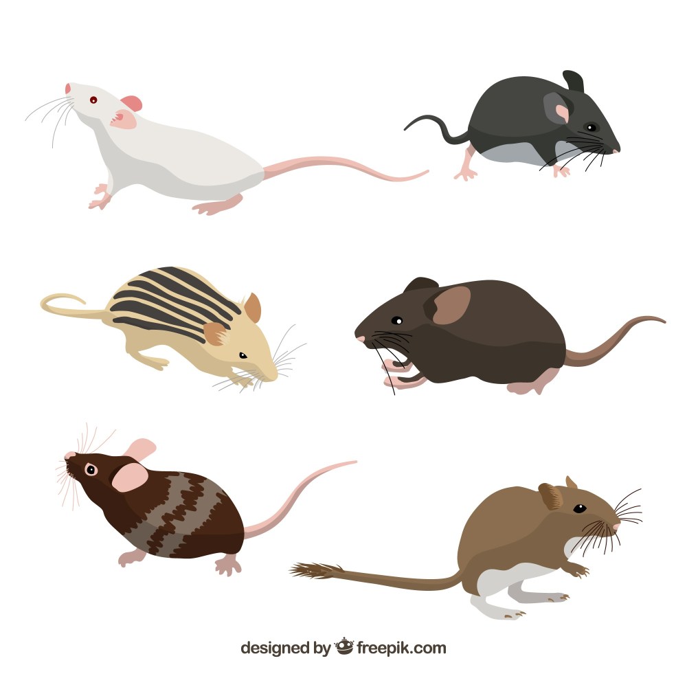Collection of six mice breeds