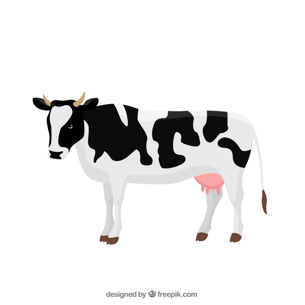 Cow illustration