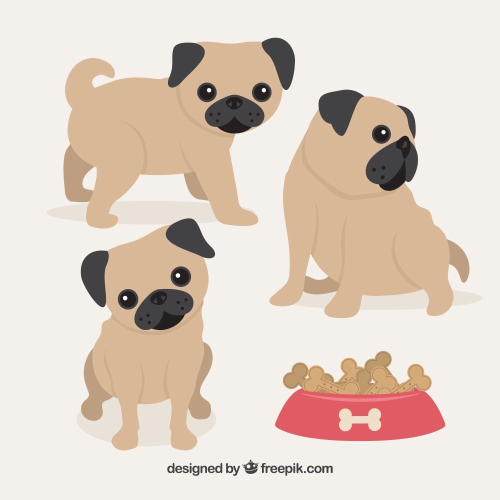 Cute baby pug dogs