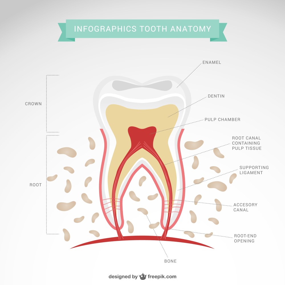 Dentist infographic