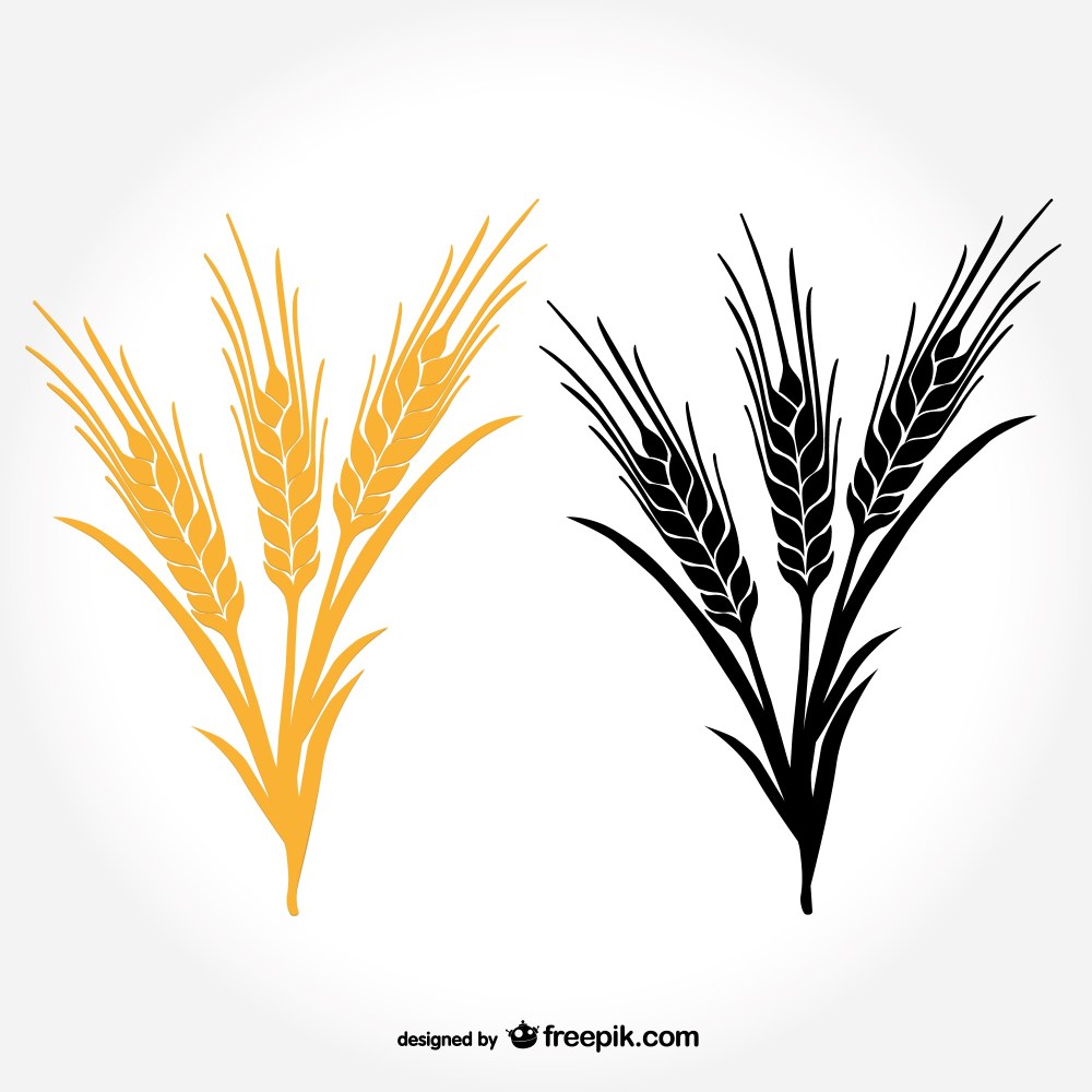 Ears of wheat
