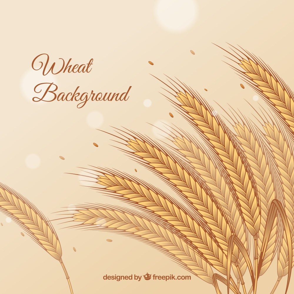 Flat wheat background