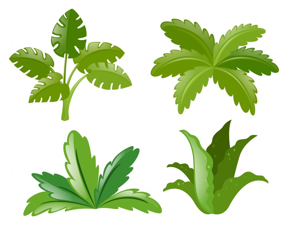 Four different kinds of plants