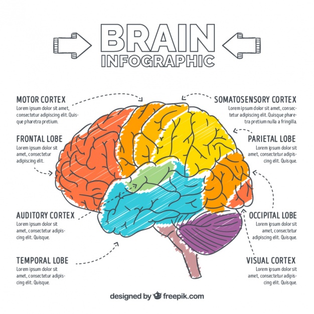 Hand-painted brain infographic