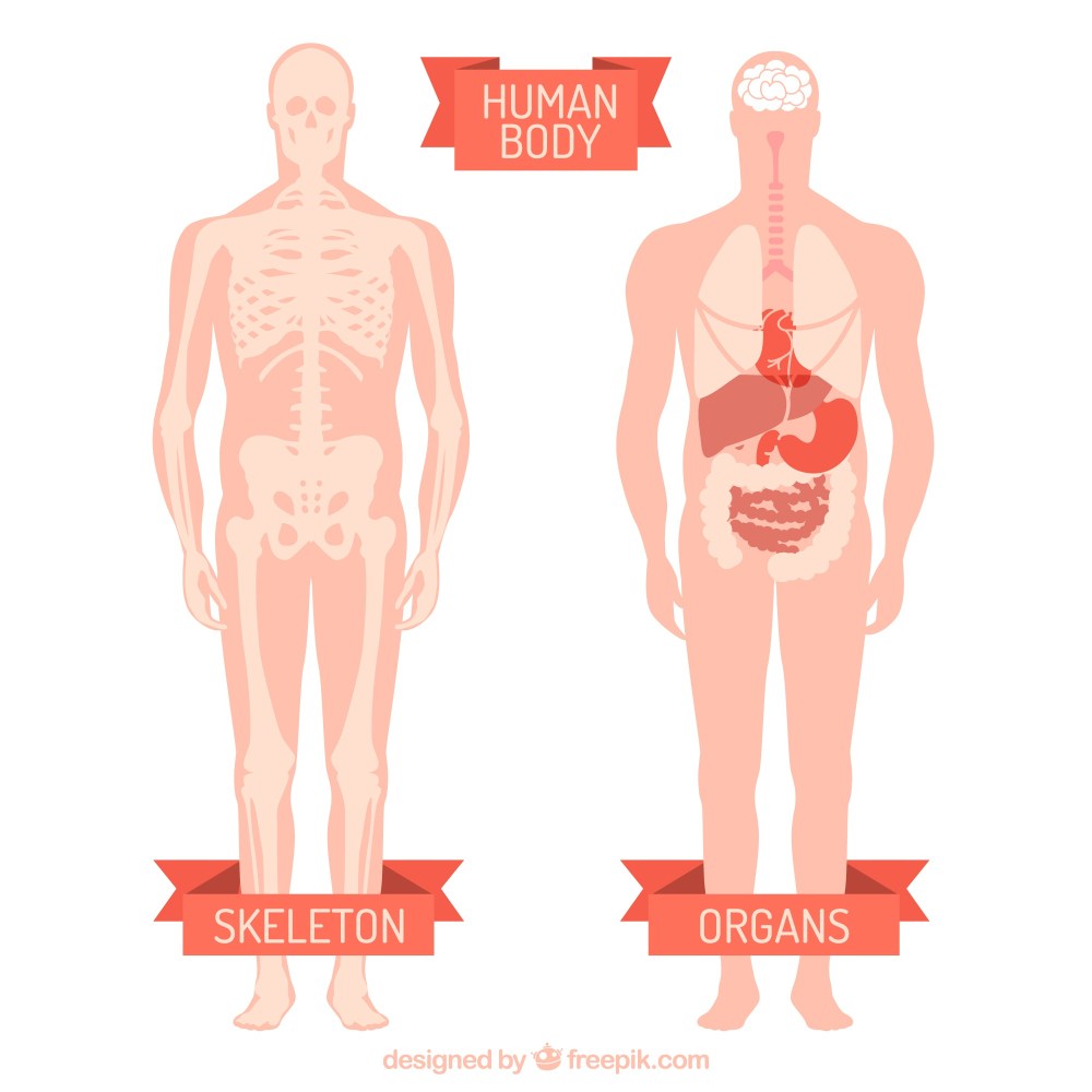 Human body