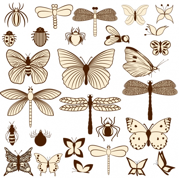Insects design