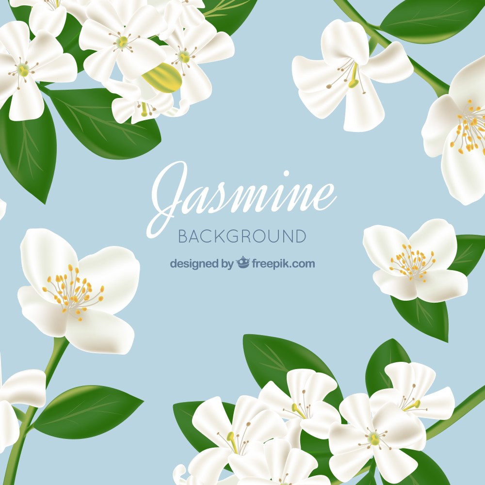 Jasmine background in realistic style
