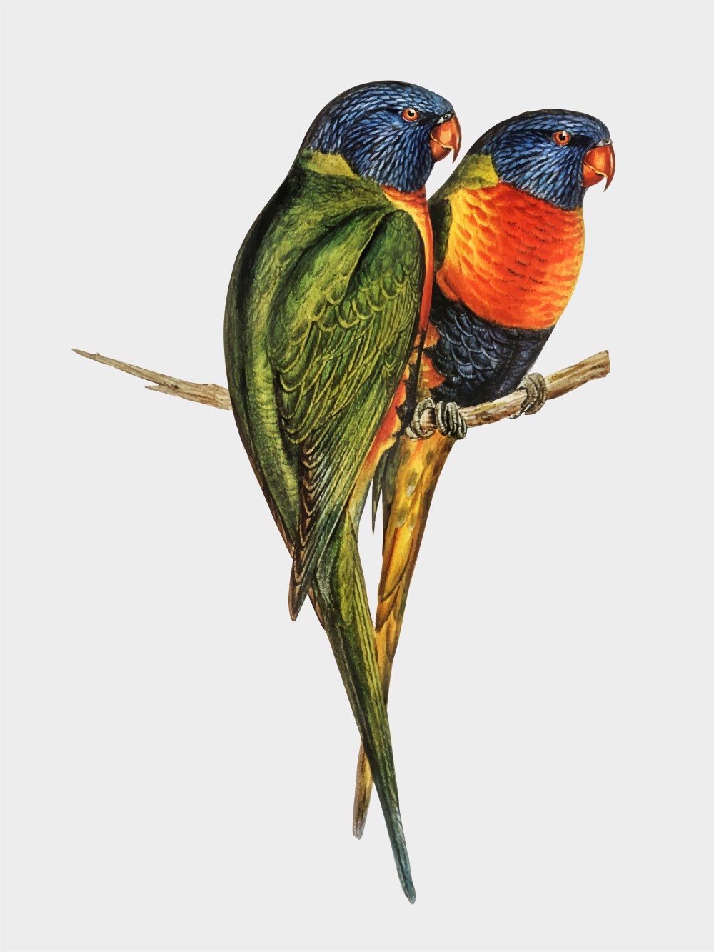 Lorikeet illustration