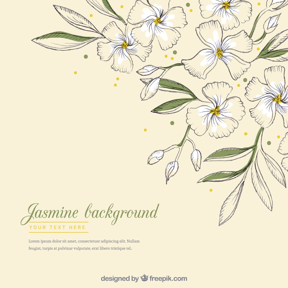 Modern background with hand drawn jasmine