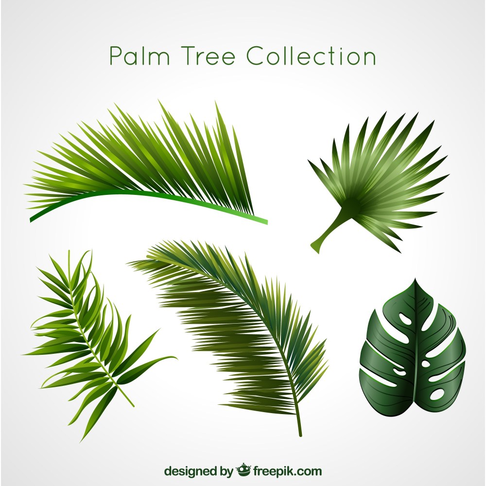 Palm tree collection