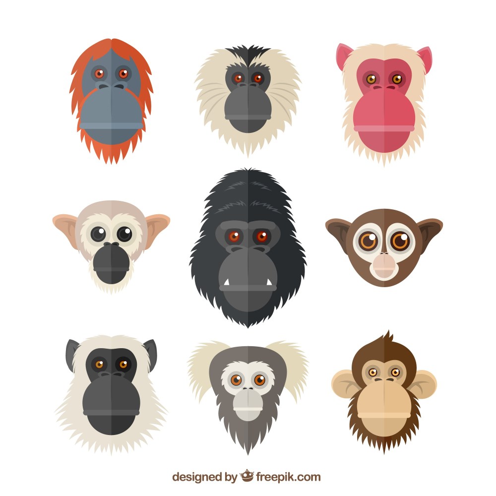 primate heads