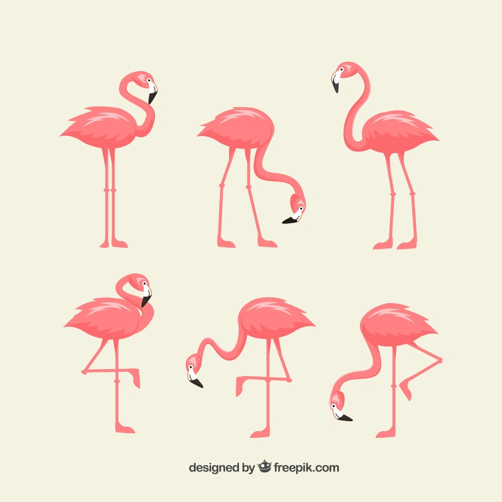 Set of pink flamingos with different poses