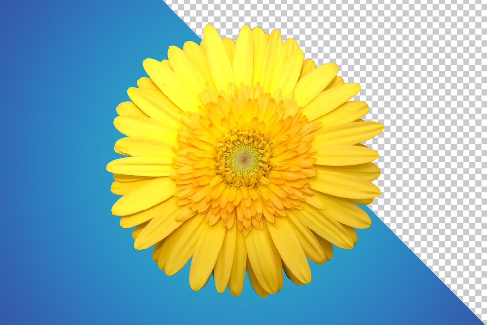 Free Download Yellow Gerbera