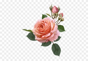 0 18809a Ebcb3852 L - Transparent Background Rose Clipart