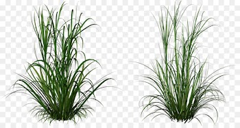 0 Gemini Lunar calendar Virgo Aries - plant flowers 