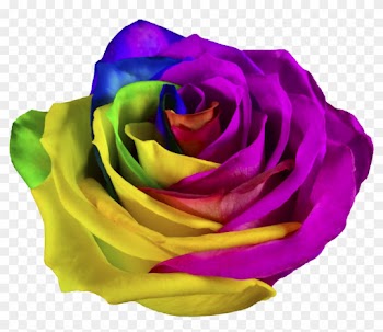 01 Rainbow - Hybrid Tea Rose