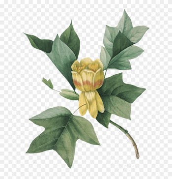 Пятница, 03 Ноября 2017 Г - Tulip Poplar Leaf Botanical Illustration