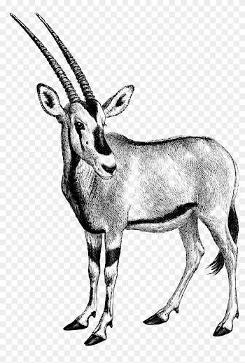 0480 Gazelle Free Vintage Clip Art - Gebraucht: Learning Word Programming: Creating Word