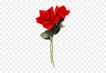06 Jun 2010 - Two Long Stemmed Red Roses