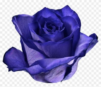08 Ultraviolet - Garden Roses