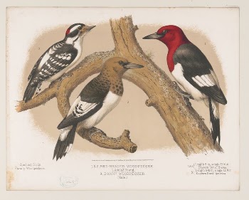 1. & 2. Red-headed woodpecker. | Free Photo - rawpixel