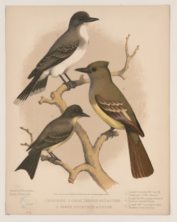 1. King bird. 2. Great | Free Photo - rawpixel