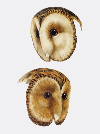 1. Masked barn owl (Strix personata) 2. Tasma.. | Free stock vector - 457977