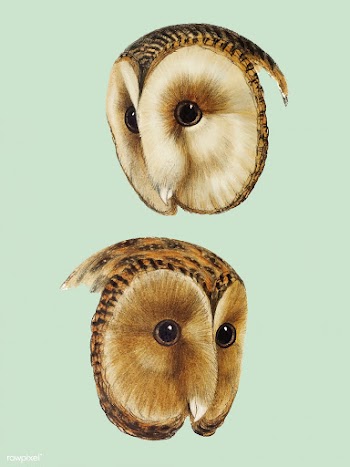 1. Masked barn owl (Strix personata) 2. Tasma.. | Free stock vector - 457978