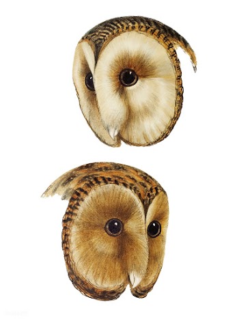 1. Masked barn owl (Strix personata) 2. Tasma.. | Free stock vector - 457982