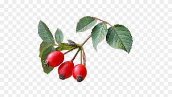 1 - Rose Hip