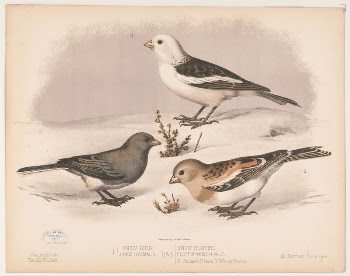 1. Snow bird. Junco hyemalis. | Free Photo - rawpixel