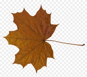 10 Maple Leaves Png Transpa Onlygfx Com - Maple Leaf