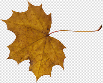 10 Maple Leaves (PNG Transparent) | OnlyGFX.com