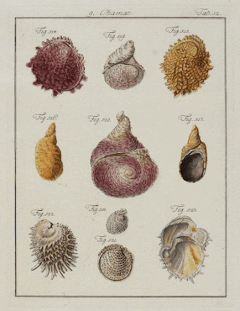 10 shells of varied shapes | Free Photo - rawpixel