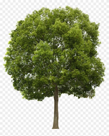 10 Tree Silhouettes - Tree Png Transparent