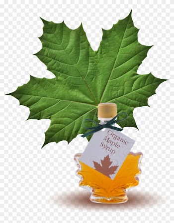 100% Pure Organic Maple Syrup Maple Leaf Bottle - Green Maple Leaf