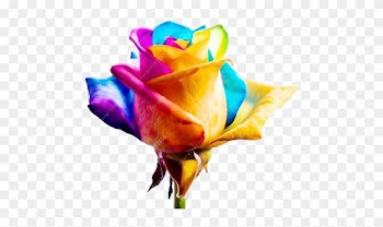 100pcs/bag Rose Seeds With 13 Different Colors - Rainbow Rose